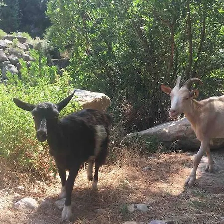 Corse Entre Et Montagne