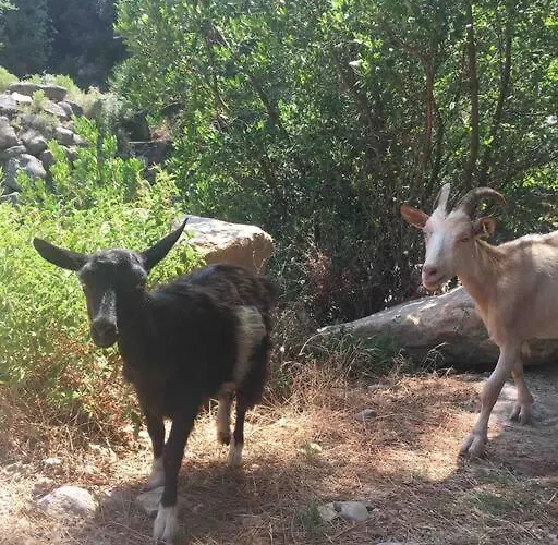 Corse Entre Et Montagne