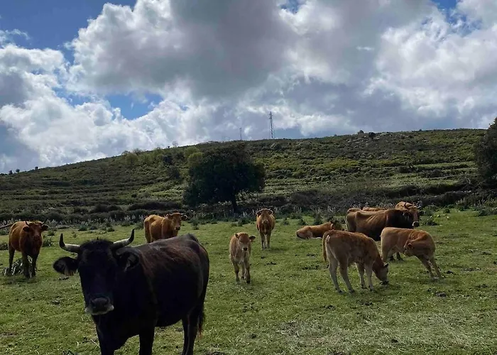Corse Entre Et Montagne *